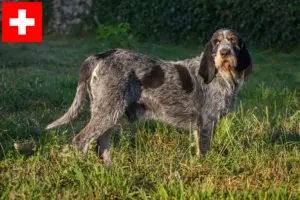 Lees meer over het artikel Griffon Bleu de Gascogne fokkers en pups in Zwitserland