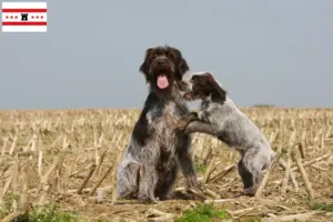 Lees meer over het artikel Griffon d’arrêt à poil dur Fokker en puppies in Drenthe