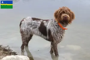 Lees meer over het artikel Griffon d’arrêt à poil dur Fokker en puppies in Flevoland