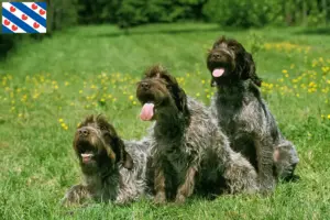 Lees meer over het artikel Griffon d’arrêt à poil dur Fokker en puppies in Friesland