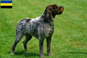 Lees meer over het artikel Griffon d’arrêt à poil dur Fokker en puppies in Gelderland
