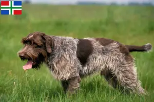 Lees meer over het artikel Griffon d’arrêt à poil dur Fokker en puppies in Groningen