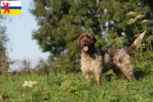 Lees meer over het artikel Griffon d’arrêt à poil dur Fokker en puppies in Limburg