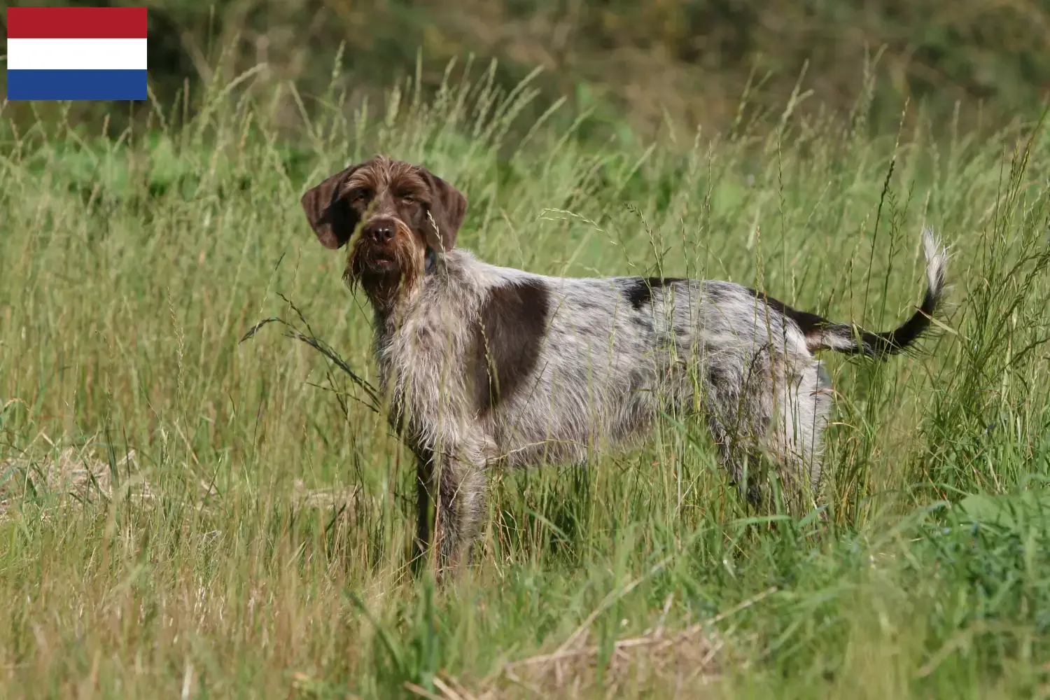 Lees meer over het artikel Griffon d’arrêt à poil dur Fokkers en puppies in Nederland