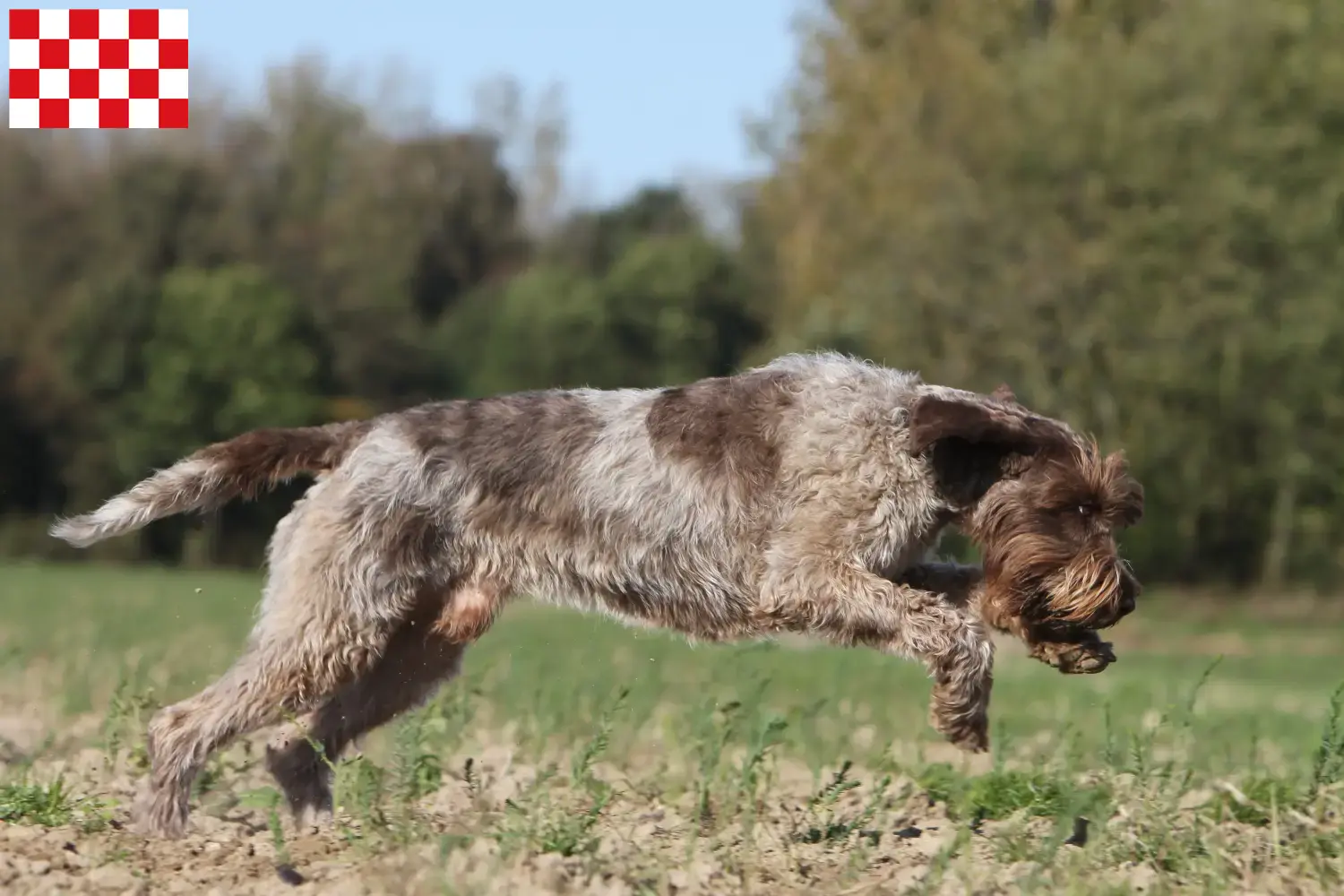 Lees meer over het artikel Griffon d’arrêt à poil dur Fokker en puppies in Noord-Brabant
