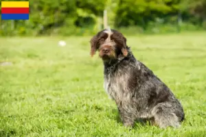Lees meer over het artikel Griffon d’arrêt à poil dur Fokker en puppies in Noord-Holland