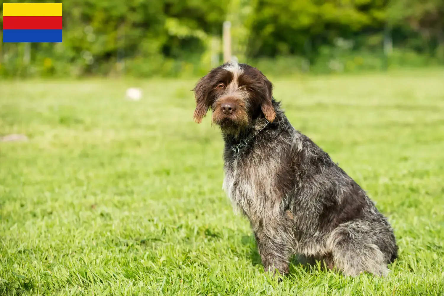 Lees meer over het artikel Griffon d’arrêt à poil dur Fokker en puppies in Noord-Holland