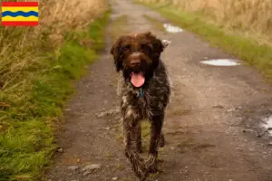 Lees meer over het artikel Griffon d’arrêt à poil dur Fokker en puppies in Overijssel