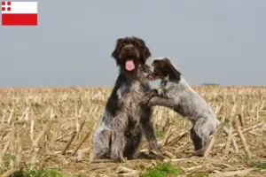 Lees meer over het artikel Griffon d’arrêt à poil dur Fokker en puppies in Utrecht