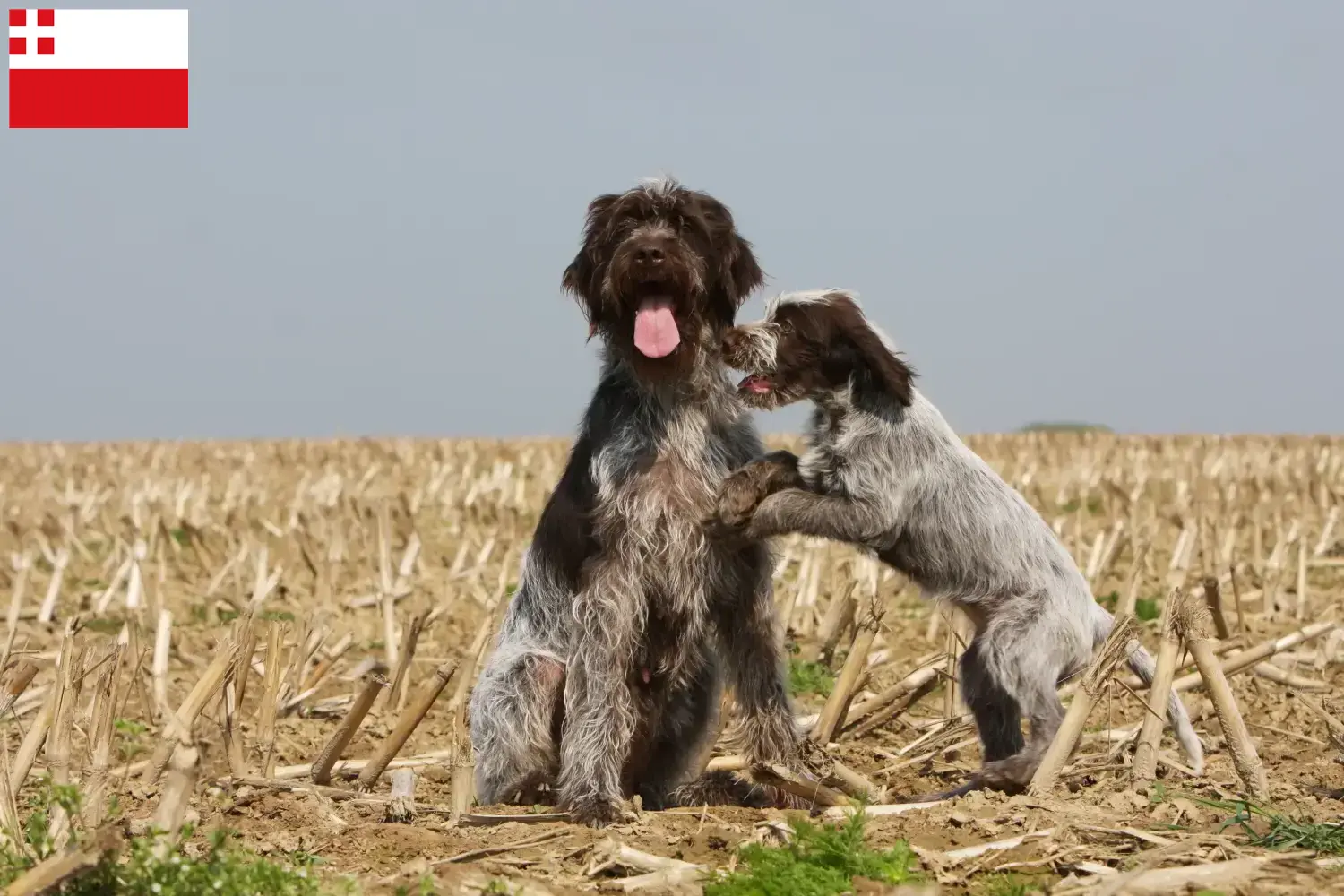 Lees meer over het artikel Griffon d’arrêt à poil dur Fokker en puppies in Utrecht