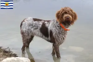 Lees meer over het artikel Griffon d’arrêt à poil dur Fokker en puppies in Zeeland