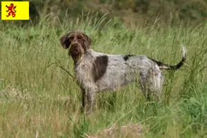 Lees meer over het artikel Griffon d’arrêt à poil dur Fokker en puppies in Zuid-Holland