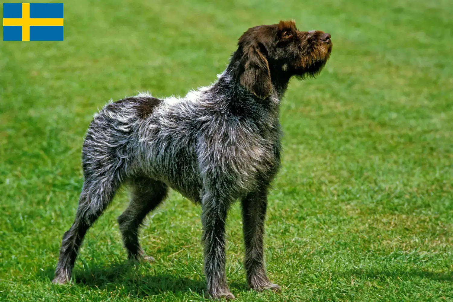 Lees meer over het artikel Griffon d’arrêt à poil dur Fokker en puppies in Zweden