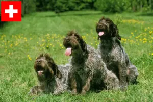 Lees meer over het artikel Griffon d’arrêt à poil dur Fokkers en puppies in Zwitserland