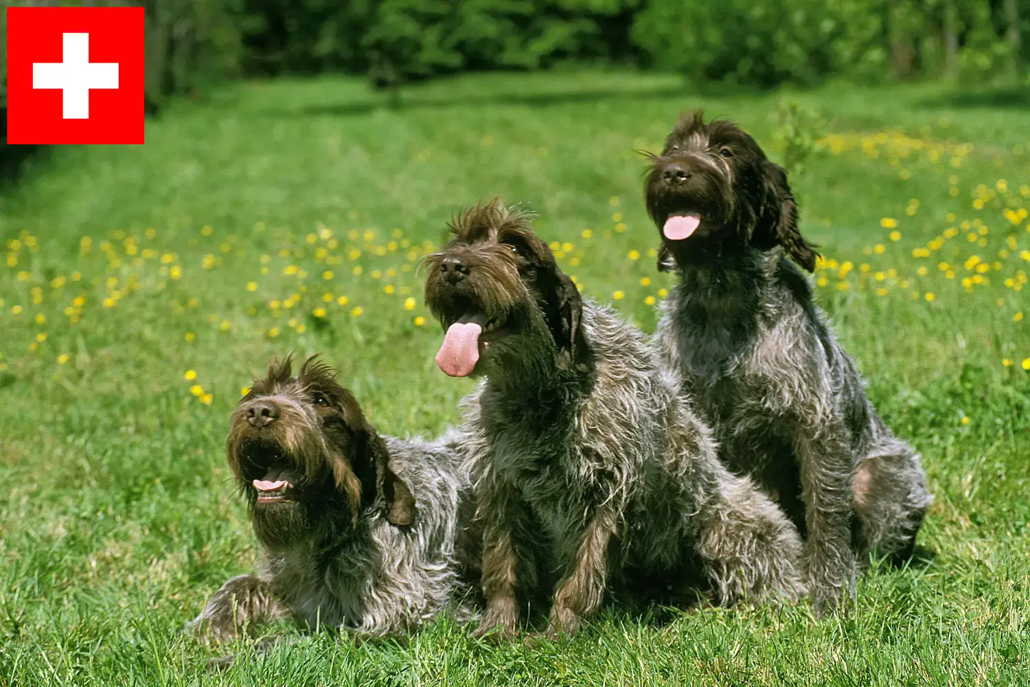 Lees meer over het artikel Griffon d’arrêt à poil dur Fokkers en puppies in Zwitserland