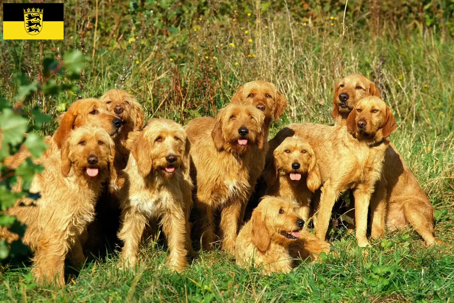 Griffon Fauve de Bretagne pups en fokkers Baden-Württemberg Vind hier Griffon Fauve de Bretagnes fokkers in Baden-Württemberg.