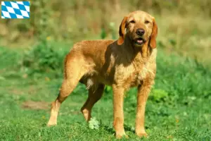 Lees meer over het artikel Griffon Fauve de Bretagne fokkers en pups in Beieren
