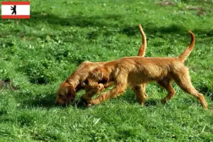 Lees meer over het artikel Griffon Fauve de Bretagne fokkers en pups in Berlijn