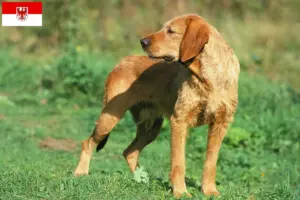 Lees meer over het artikel Griffon Fauve de Bretagne fokkers en pups in Brandenburg