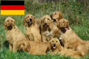 Lees meer over het artikel Griffon Fauve de Bretagne fokkers en pups in Duitsland