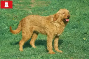 Lees meer over het artikel Griffon Fauve de Bretagne fokkers en pups in Hamburg