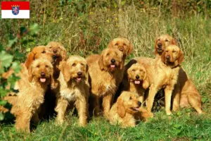 Lees meer over het artikel Griffon Fauve de Bretagne fokkers en pups in Hessen