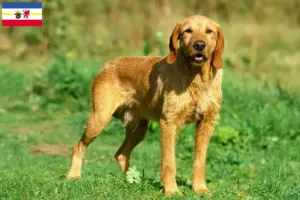 Lees meer over het artikel Griffon Fauve de Bretagne fokkers en pups in Mecklenburg-Vorpommern