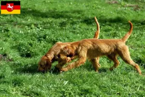 Lees meer over het artikel Griffon Fauve de Bretagne fokkers en pups in Nedersaksen