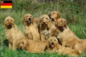 Lees meer over het artikel Griffon Fauve de Bretagne fokkers en pups in Rijnland-Palts
