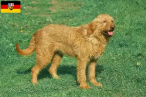 Lees meer over het artikel Griffon Fauve de Bretagne fokkers en pups in Saarland