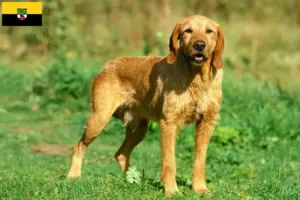Lees meer over het artikel Griffon Fauve de Bretagne fokkers en pups in Saksen-Anhalt