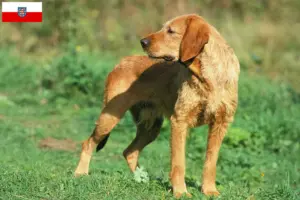 Lees meer over het artikel Griffon Fauve de Bretagne fokkers en pups in Thüringen