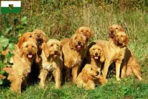 Lees meer over het artikel Griffon Fauve de Bretagne fokkers en pups in Saksen