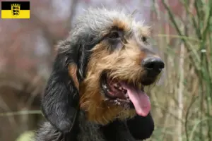 Lees meer over het artikel Griffon Nivernais fokkers en pups in Baden-Württemberg