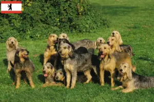 Lees meer over het artikel Griffon Nivernais fokkers en pups in Berlijn