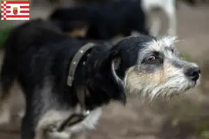 Lees meer over het artikel Griffon Nivernais fokkers en pups in Bremen