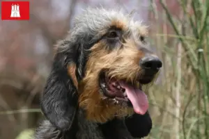 Lees meer over het artikel Griffon Nivernais fokkers en pups in Hamburg