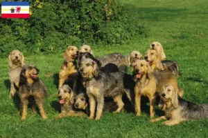Lees meer over het artikel Griffon Nivernais fokkers en pups in Mecklenburg-Vorpommern