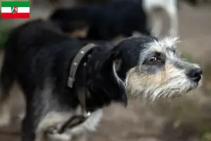 Lees meer over het artikel Griffon Nivernais fokkers en pups in Noordrijn-Westfalen