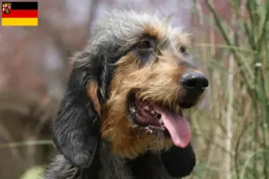 Lees meer over het artikel Griffon Nivernais fokkers en pups in Rijnland-Palts