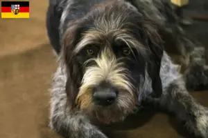 Lees meer over het artikel Griffon Nivernais fokkers en pups in Saarland