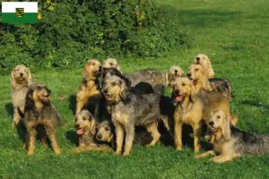 Lees meer over het artikel Griffon Nivernais fokkers en pups in Saksen