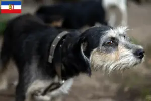 Lees meer over het artikel Griffon Nivernais fokkers en pups in Sleeswijk-Holstein
