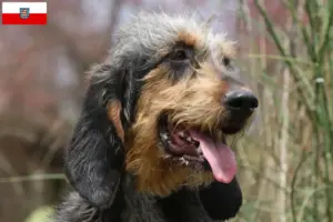 Lees meer over het artikel Griffon Nivernais fokkers en pups in Thüringen