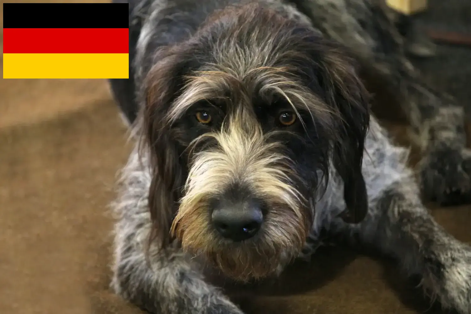 Lees meer over het artikel Griffon Nivernais fokkers en pups in Duitsland