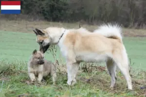 Lees meer over het artikel Groenland hondenfokkers en puppies in Nederland