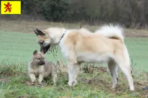 Lees meer over het artikel Groenland hondenfokkers en pups in Zuid-Holland