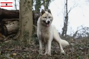 Lees meer over het artikel Groenland hondenfokkers en pups in Drenthe