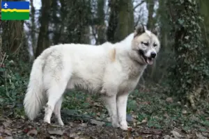 Lees meer over het artikel Groenland hondenfokkers en pups in Flevoland