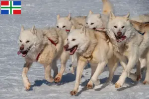 Lees meer over het artikel Groenland hondenfokkers en pups in Groningen
